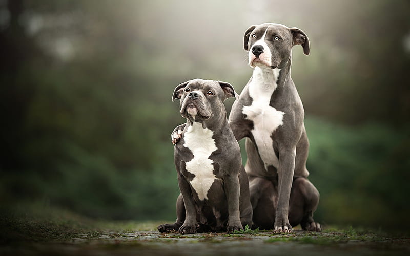 dog, puppy, cane corso